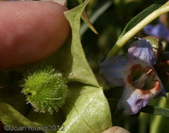Trichodesma angustifolium