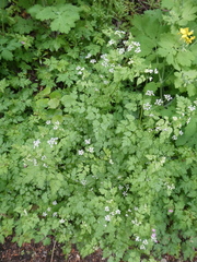 Anthriscus cerefolium