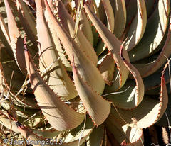 Aloe hereroensis hereroensis