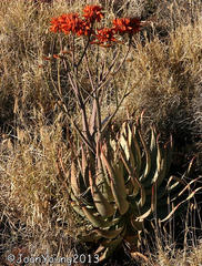 Aloe hereroensis hereroensis