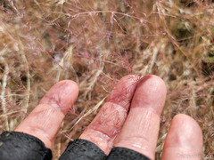 Muhlenbergia microsperma