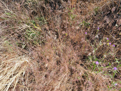 Muhlenbergia microsperma