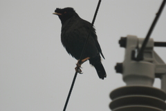 Acridotheres cristatellus formosanus