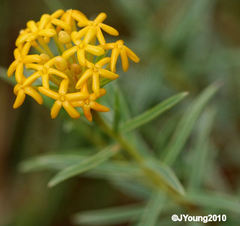 Lasiosiphon capitatus