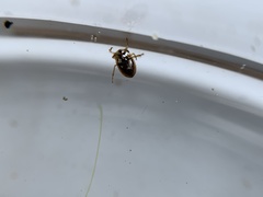 Neoplea striola