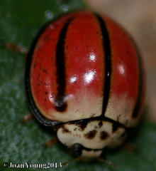 Declivitata olivieri