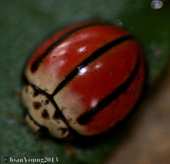 Declivitata olivieri