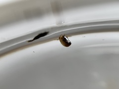 Neoplea striola