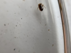 Neoplea striola