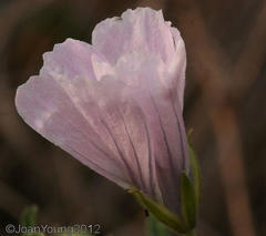 Monsonia burkeana