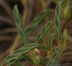 Monsonia burkeana
