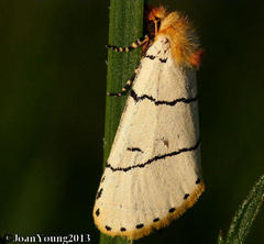 Proschaliphora albida