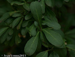 Gymnosporia maranguensis