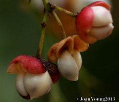 Gymnosporia maranguensis