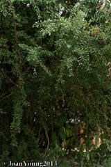 Gymnosporia maranguensis