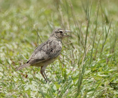 Mirafra assamica