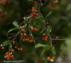 Gymnosporia maranguensis