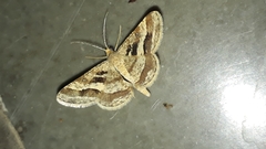 Isturgia disputaria