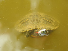 Trachemys scripta elegans