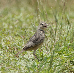 Mirafra assamica