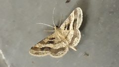 Isturgia disputaria