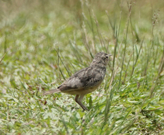 Mirafra assamica