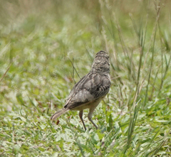 Mirafra assamica