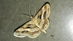 Isturgia disputaria