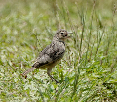 Mirafra assamica