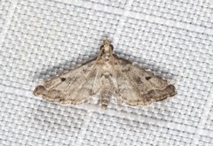 Sufetula hemiophthalma