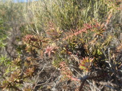 Oedera capensis