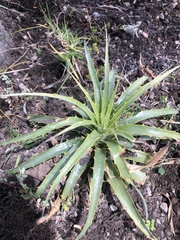 Puya aequatorialis
