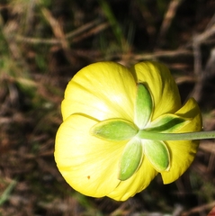 Ranunculus gramineus
