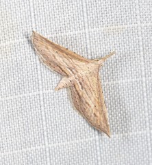 Stenopaltis lithina