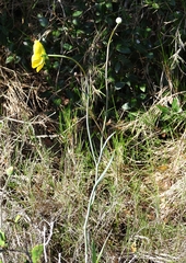 Ranunculus gramineus