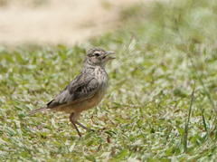 Mirafra assamica