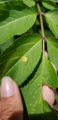 Puccinia sambuci