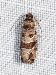 Lobesia peltophora
