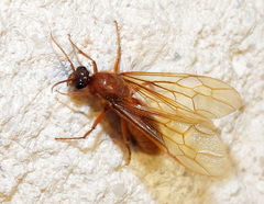 Labidus