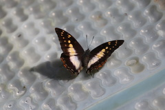 Charaxes ethalion ethalion