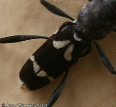 Chlorophorus krantzi krantzi