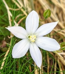 Brodiaea filifolia