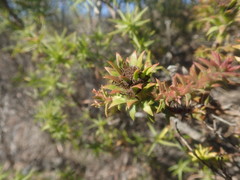 Oedera capensis