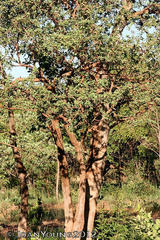 Securidaca longepedunculata longepedunculata
