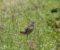 Mirafra assamica