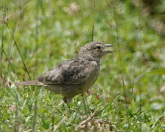 Mirafra assamica