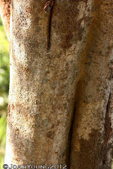 Securidaca longepedunculata longepedunculata
