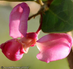 Securidaca longepedunculata longepedunculata