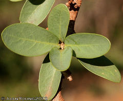 Securidaca longepedunculata longepedunculata