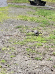 Sciurus carolinensis